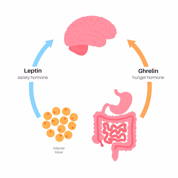 Hunger Hormones: How They Shape Your Appetite and What Happens When They’re Out of Sync